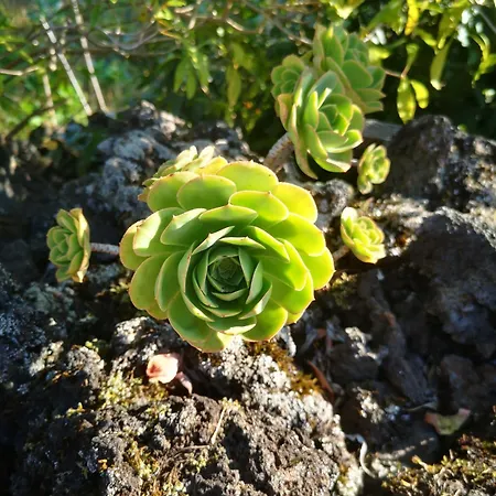 Adega Baia Azul - The Essence Of Pico 샬레