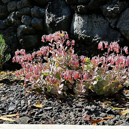 Chalet Adega Baia Azul - The Essence Of Pico