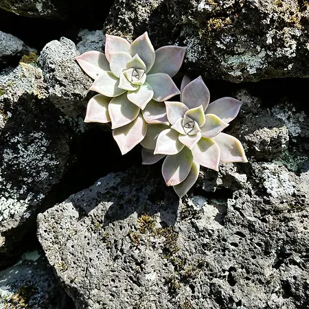 Adega Baia Azul - The Essence Of Pico * Sao Roque do Pico