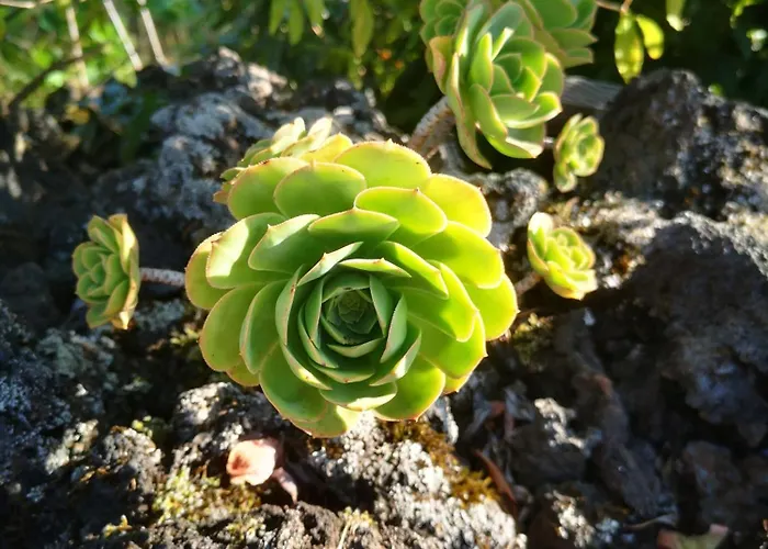 Adega Baia Azul - The Essence Of Pico Chalet