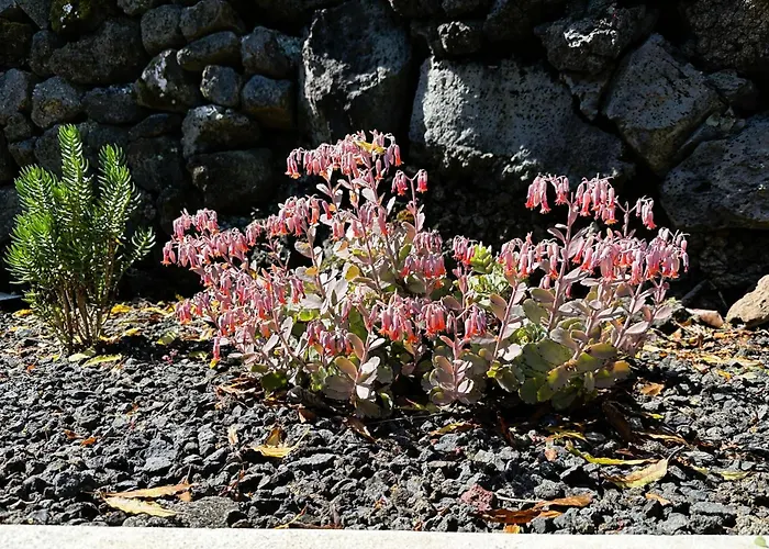 Chalet Adega Baia Azul - The Essence Of Pico