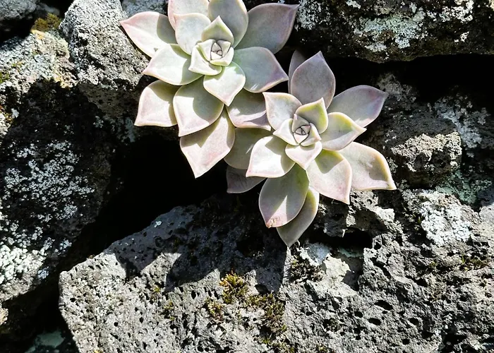 Adega Baia Azul - The Essence Of Pico * Sao Roque do Pico